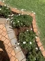 Landscaping Garden Maintenance Groundskeeping Turf Management General 029